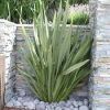 New Zealand Flax, Nieu-Seelandse Vlas, Coastal Flax, Mountain Flax, Wharariki - Phormium