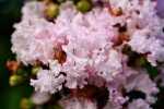 Pride of India, Crepe Myrtle, Trots van Indie - Lagerstroemia indica