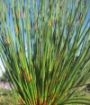 Restio, Hollow Reed, Pypriet, Blombiesie - Elegia species