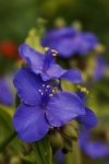 Spider Wort, Spider Lily - Tradescantia virginiana