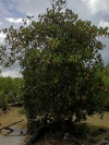 Black Mangrove, Swartwortel-boom; isiKhangazi, isiHlobane, isiKhangathi - Bruguiera gymnorrhiza