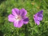 Carpet Geranium, Horlosie, ngope-sethsoha, tlako, malko - Geranium incanum