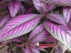 Persian Shield - Strobilanthes dyeranus