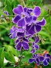 Golden Dewdrop, Sky Flower, Pigeon Berry - Duranta