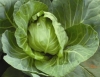Cabbage - Brassica oleracea capitata