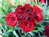 Clove Pink - Dianthus caryophyllus