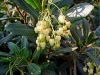Strawberry Tree - Arbutus unedo