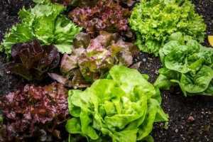 Edibles to sow in late summer and autumn