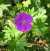 Bloody Crane&#039;s-bill - Geranium sanguineum