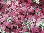 Polka Dot Plant - Hypoestes phyllostachya