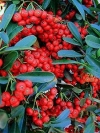 Firethorn - Pyracantha garden hybrids