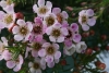 Geraldton Wax Plant - Chamelaucium uncinatum