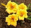 Daylily - Hemerocallis