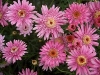 Marguerite Daisy - Argyranthemum frutescens