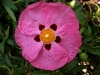 Rock Rose - Cistus
