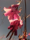 Hairbells, Grassy-bell, Grasklokkies, isiDwendweni, Angel&#039;s Fishing Rod, Wandflower - Dierama