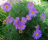 River Daisy, Swan River Daisy, Cut-leafed Daisy, Australies Madeliefie - Brachyscome multifida