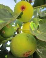 Figs – Ficus carica