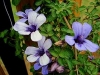 Purple Bells, Persklokkies - Dyschoriste thunbergiiflora