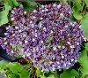 Sea Lavender, Perez&#039;s Sea Lavender, Papierblom - Limonium perezii