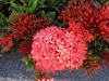 Jungle Geranium, Flame of the Woods, Rugmini, Vedchi, Rangan, Chethi - Ixora