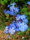 Chinese Plumbago, Hardy Plumbago, Sjinese Plumbago - Ceratostigma