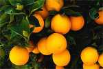Citrus