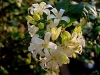 Orange Jasmine, Orange Jessamine, Chinese Box, Cosmetic Bark Tree, Satinwood - Murraya paniculata &#039;Exotica&#039;
