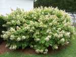 Hydrangea, Krismisrose, Mophead, Lacecap, Oak-leaf, Panicled, Mountain - Hydrangea species
