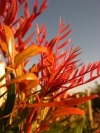 Tarwood, Wild Pepper Tree, Teerhout - Loxostylis alata
