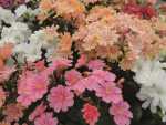 Lewisia, Siskiyou Lewisia, Cliff Maids - Lewisia Cotyledon