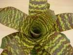 Urn Plant, Flaming Sword - Vriesea