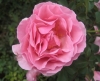 Pink Star