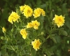 Miss Daisy