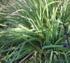 Lemongrass, Oil Grass, Tanglad, Sereh - Cymbopogon citratus
