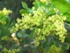 Glossy Currant, Blinktaaibos, inHlokoshiyane - Searsia lucida