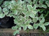 Lemonwood, Tarata, Kohuhu - Pittosporums seugenioides