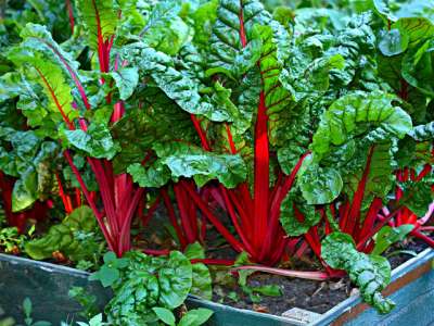 Growing vegetables in raised beds