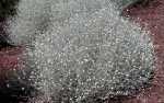 Silver Bush, Cushion Bush - Calocephalus brownii