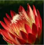 Proteas - Proteaceae