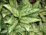 Chinese Evergreen – Aglaonema