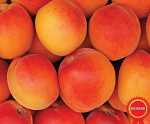 Apricot, Appelkoos - Prunus armeniaca