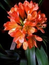 Clivia, Bush Lily, Boslelie, umayime - Clivia miniata