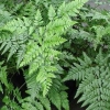 Leatherleaf Fern, Knysna Fern, Seven Week Fern, Seweweeksvaring - Rumohra adiantiformis
