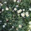 Seaside Daisy, Fleabane - Erigeron karvinskianus