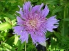 Stokes&#039; Aster - Stokesia laevis