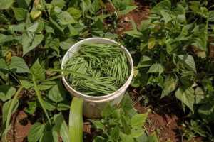 Growing vegetables in the subtropics