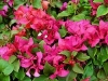 Dwarf Bougainvillea - Bougainvillea
