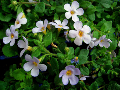 Ground covers for coastal gardens