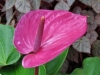 Flamingo Flower, Spathe Flower, Taliflower